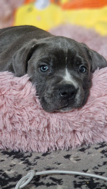 Cane corso