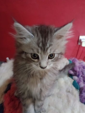 Maine Coon kittens. Mother is TICA registered.