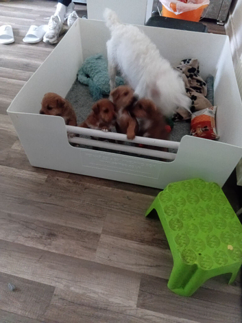 Lakeland terrier puppys