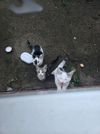 3 kittens for sale 2 girls one boy