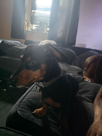 Male intact 7 months old