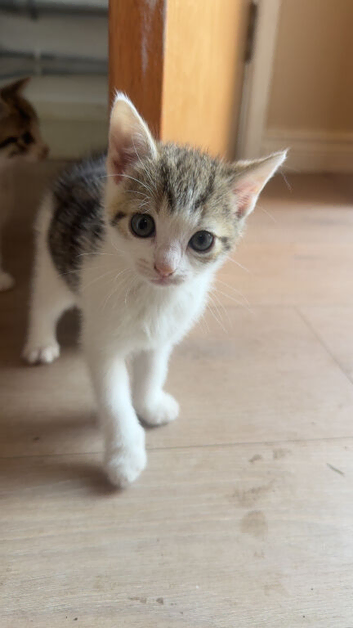 Kittens