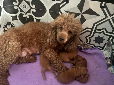 Poodle