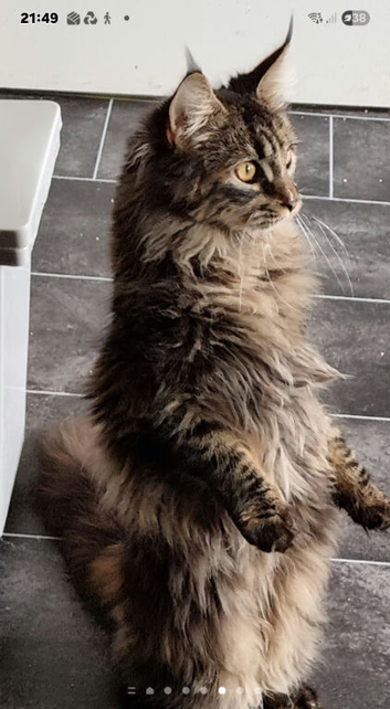 Beautiful GCCF registered maine coon kittens