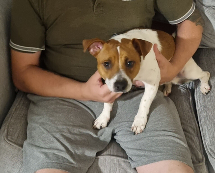 Jack russell terrier 10months