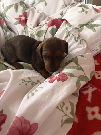 Dachshund puppies