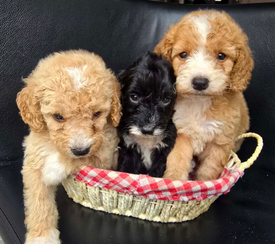 Goldendoodle puppies