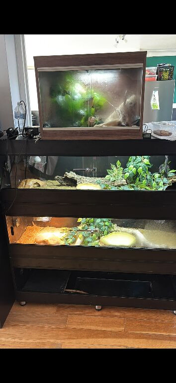 Different reptiles for sale