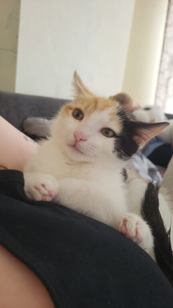 Domestic Short Hair Female Kitten