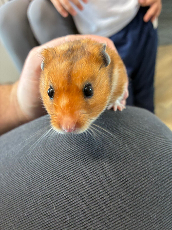 Syrian hamster