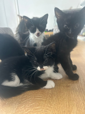 Lovely kittens