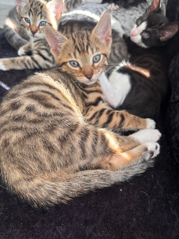 Half bengal male