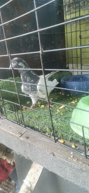 Pakistani pigeon for sale