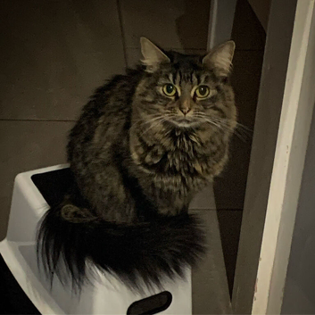 Maincoon Cross Tabby for loving home