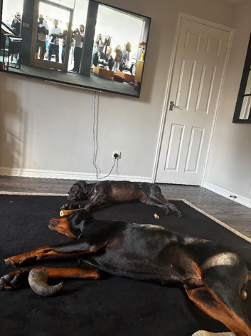 Sad post Doberman and German short haired pointer