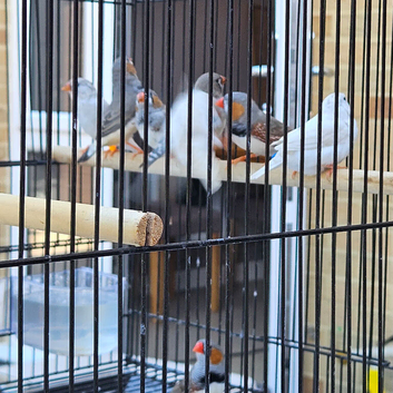 Quality zebra finches