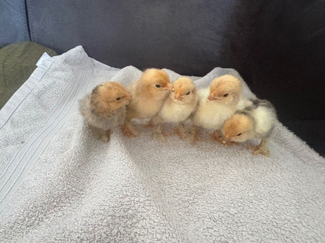 5 Pekin Bantams