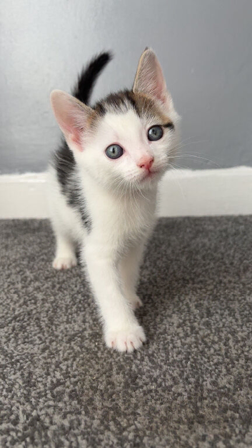 1 girl kitten left to go