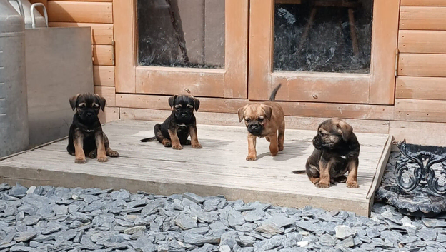 Stunning pure bred border terrier pups