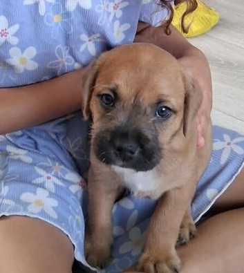 Male Mixed breed puppy for sale in oxford