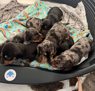 7 beautiful dachshund puppies