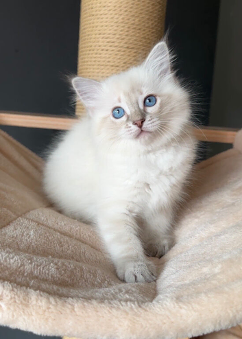 Ragdoll Kittens (GCCF REGISTERED AND FULLY HEALTH TESTED)