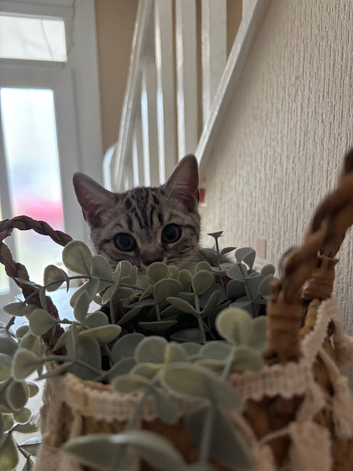 British shorthair