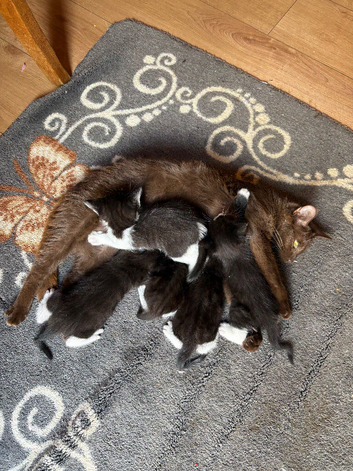 Kittens for sale