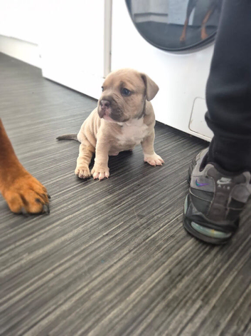 9 week old pocket bully tri