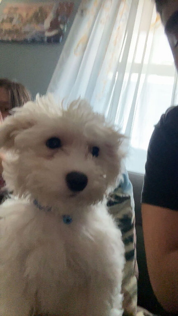 Nelson