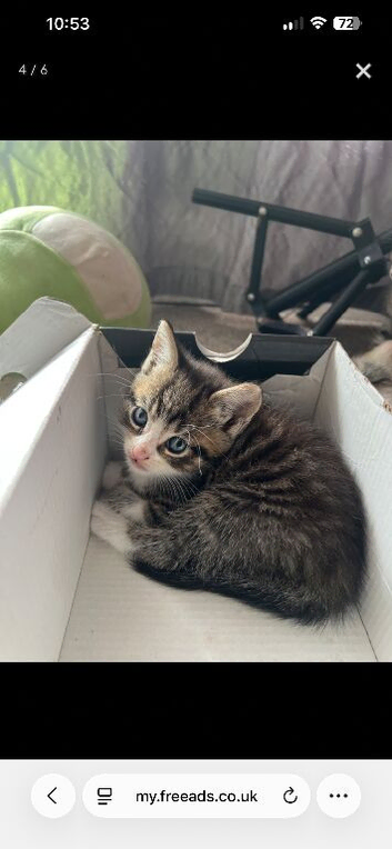 Beautiful playful kittens ready now