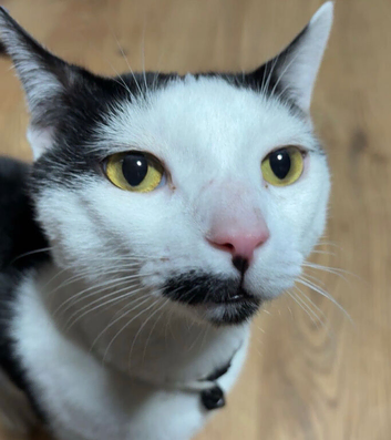 Male Cats For Sale