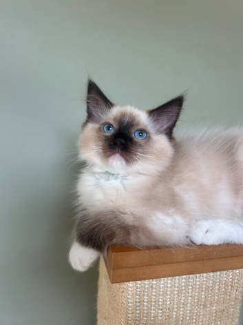 Beautiful Ragdoll Kittens READY NOW!