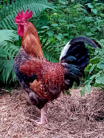 Cockerel Luke Combs