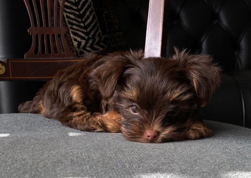 Stunning Tcup Chocolate Yorkshire Terrier.
