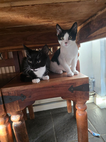 Male kittens for rehoming