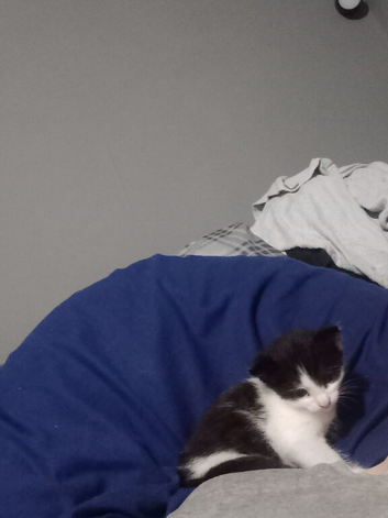 Male kitten
