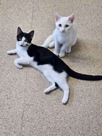 Blk/white female kitten ready to go to forever home