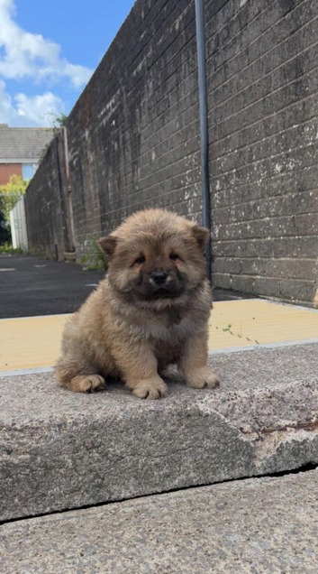 6 Chow Chow Puppies kc registered