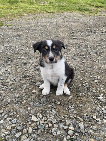 Fantastic collie pups for sale