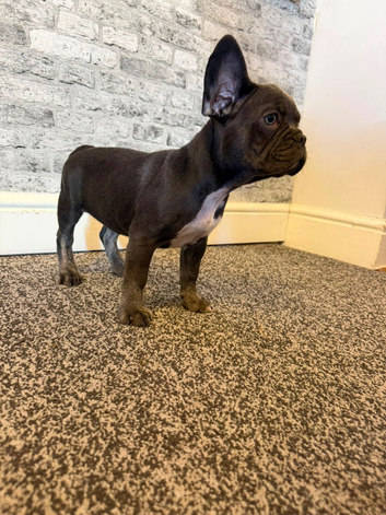 K.c French bulldog girl