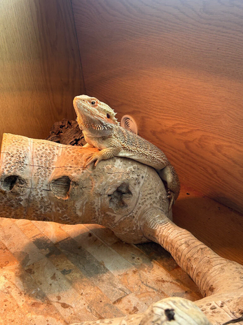 Bearded dragon and set up