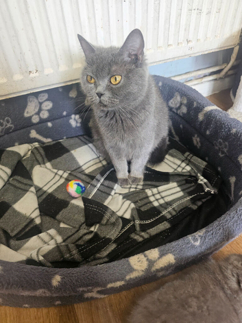 British-shorthair blue girl