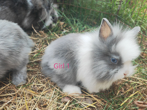 Doubleane lionheads rabbits