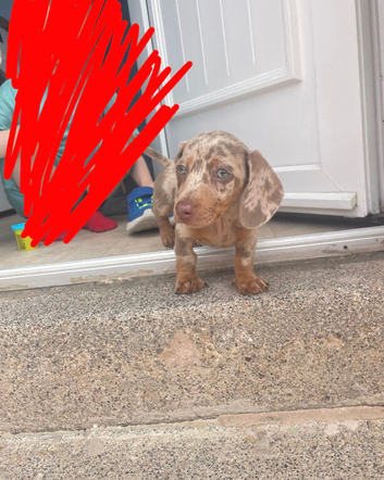 Isabella and tan miniature dachshund for sale