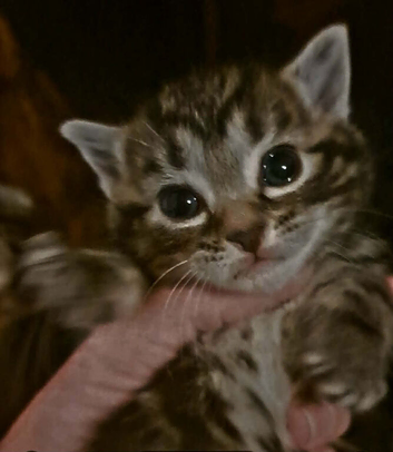 Bengal cross kittens