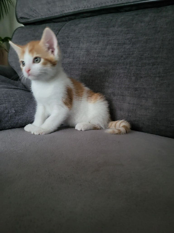 Beautiful kitten looking good a home .