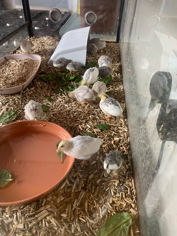 Three week old button quail
