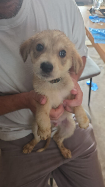 German shepard/alsation x dalmation puppies 10 German Shepard x Dalmation puppies available 24/8/26 mum and dad can be seen. All puppies will have mic