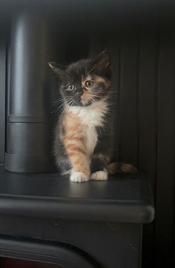 Kittens for sale